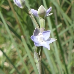 Thelymitra sp. at Bango, NSW - 23 Oct 2021