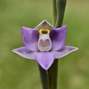 Thelymitra peniculata at Molonglo Valley, ACT - suppressed