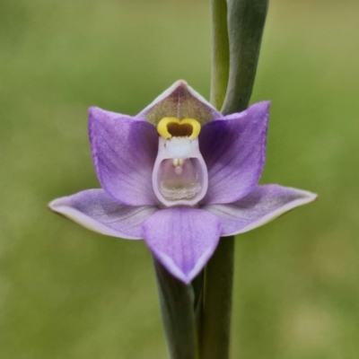 Thelymitra peniculata (Blue Star Sun-orchid) at Block 402 - 28 Oct 2021 by RobG1