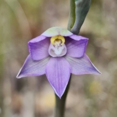 Thelymitra peniculata at Molonglo Valley, ACT - suppressed