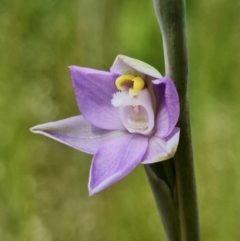 Thelymitra peniculata at Molonglo Valley, ACT - suppressed