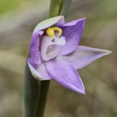 Thelymitra peniculata at Molonglo Valley, ACT - suppressed