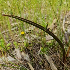 Thelymitra peniculata at Molonglo Valley, ACT - suppressed