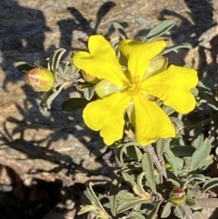 Hibbertia obtusifolia (Grey Guinea-flower) at Cotter River, ACT - 27 Oct 2021 by RAllen