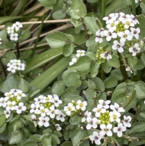 Rorippa nasturtium-aquaticum at Amaroo, ACT - 28 Oct 2021 10:13 AM