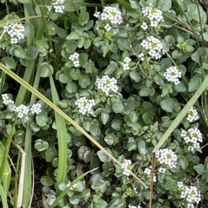 Rorippa nasturtium-aquaticum at Amaroo, ACT - 28 Oct 2021 10:13 AM