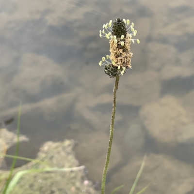 Plantago lanceolata (Ribwort Plantain, Lamb's Tongues) at Amaroo, ACT - 28 Oct 2021 by JaneR