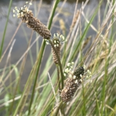 Plantago lanceolata at Amaroo, ACT - 28 Oct 2021