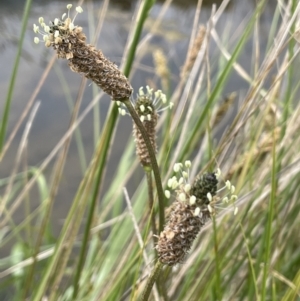 Plantago lanceolata at Amaroo, ACT - 28 Oct 2021