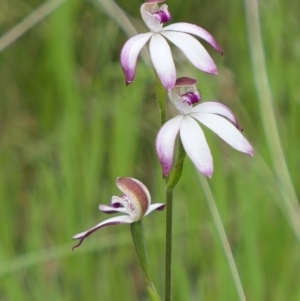 Caladenia moschata at Bango, NSW - suppressed