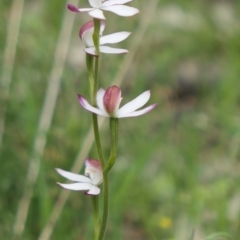 Caladenia moschata at Bango, NSW - 23 Oct 2021