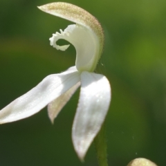 Caladenia moschata at Bango, NSW - 23 Oct 2021