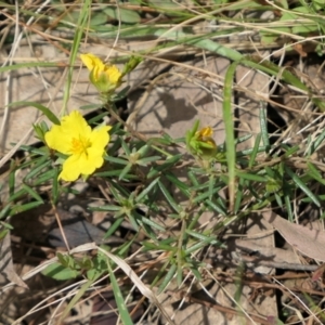 Hibbertia calycina at Bango, NSW - 23 Oct 2021 12:46 PM