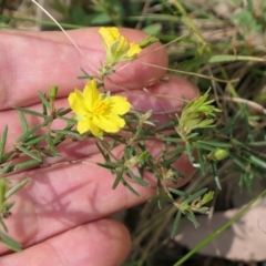 Hibbertia calycina at Bango, NSW - 23 Oct 2021 12:46 PM