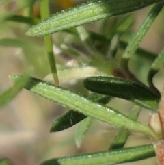 Hibbertia calycina at Bango, NSW - 23 Oct 2021