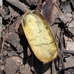 Unidentified Scarab beetle (Scarabaeidae) (TBC) at Cotter River, ACT - 27 Oct 2021 by RAllen