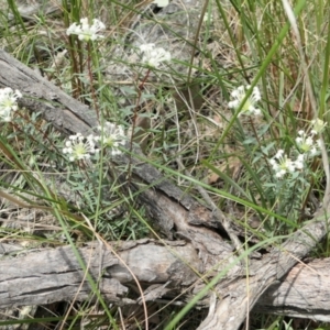 Pimelea linifolia at Bango, NSW - 23 Oct 2021