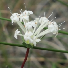 Pimelea linifolia at Bango, NSW - 23 Oct 2021