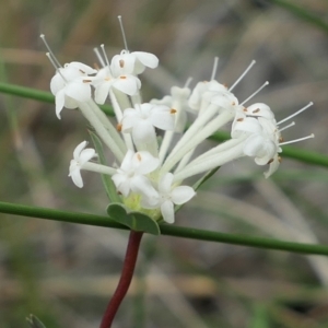 Pimelea linifolia at Bango, NSW - 23 Oct 2021