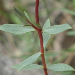 Pimelea linifolia at Bango, NSW - 23 Oct 2021