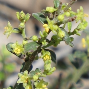 Phyllanthus occidentalis at Bango, NSW - 23 Oct 2021