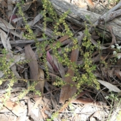 Phyllanthus occidentalis at Bango, NSW - 23 Oct 2021 01:10 PM