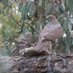 Tachyspiza fasciata at Red Hill, ACT - suppressed