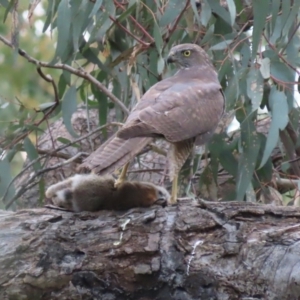 Tachyspiza fasciata at Red Hill, ACT - suppressed