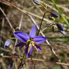 Dianella revoluta var. revoluta (Black-Anther Flax Lily) at Cook, ACT - 27 Oct 2021 by drakes