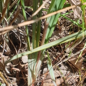 Dianella revoluta var. revoluta at Cook, ACT - 27 Oct 2021