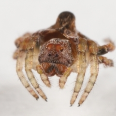 Dolophones sp. (genus) (Wrap-around Spider) at Evatt, ACT - 15 Oct 2021 by TimL
