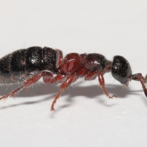 Tiphiidae (family) at Evatt, ACT - 18 Oct 2021