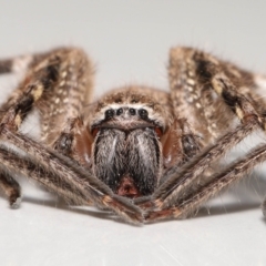 Neosparassus calligaster (Beautiful Badge Huntsman) at Evatt, ACT - 21 Oct 2021 by TimL