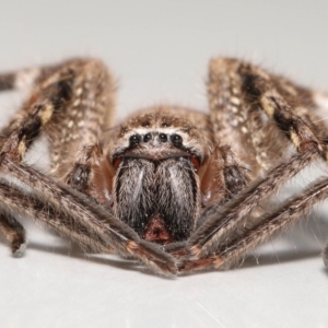 Neosparassus calligaster at Evatt, ACT - 21 Oct 2021 01:47 PM