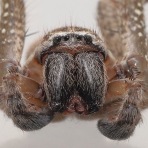 Neosparassus calligaster at Evatt, ACT - 21 Oct 2021