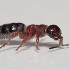 Tiphiidae (family) at Evatt, ACT - 22 Oct 2021