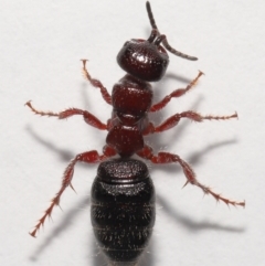 Tiphiidae (family) at Evatt, ACT - 22 Oct 2021