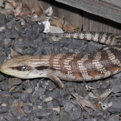 Tiliqua scincoides scincoides (Eastern Blue-tongue) at Evatt, ACT - 24 Oct 2021 by TimL