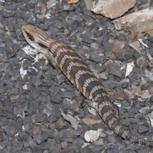 Tiliqua scincoides scincoides at Evatt, ACT - 24 Oct 2021 03:44 PM