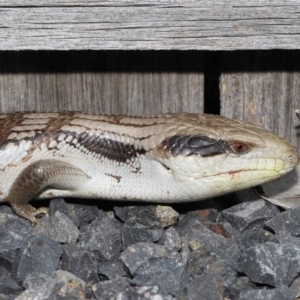 Tiliqua scincoides scincoides at Evatt, ACT - 24 Oct 2021 03:44 PM