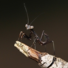 Unidentified Praying mantis (Mantodea) at Evatt, ACT - 24 Oct 2021 by TimL