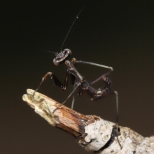 Mantidae (family) adult or nymph at Evatt, ACT - 24 Oct 2021