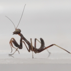 Mantidae (family) adult or nymph at Evatt, ACT - 24 Oct 2021