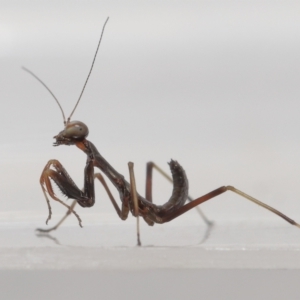 Mantidae (family) adult or nymph at Evatt, ACT - 24 Oct 2021