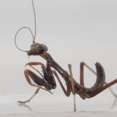 Mantidae (family) adult or nymph at Evatt, ACT - 24 Oct 2021