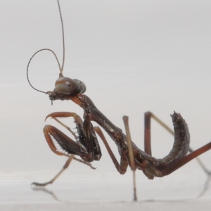 Mantidae (family) adult or nymph at Evatt, ACT - 24 Oct 2021