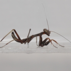 Mantidae (family) adult or nymph at Evatt, ACT - 24 Oct 2021