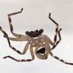 Neosparassus calligaster at Evatt, ACT - 25 Oct 2021