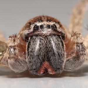 Neosparassus calligaster at Evatt, ACT - 25 Oct 2021