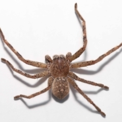 Neosparassus calligaster at Evatt, ACT - 25 Oct 2021